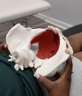 pelvic floor pelvic floor